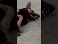 खुद को बदलो, दुनिया अपने आप बदल जाएगी।#doggielife #petlove #ytshorts #ternding