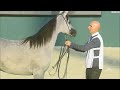 5th Doha B International Arabian Horse Show  (Day1)