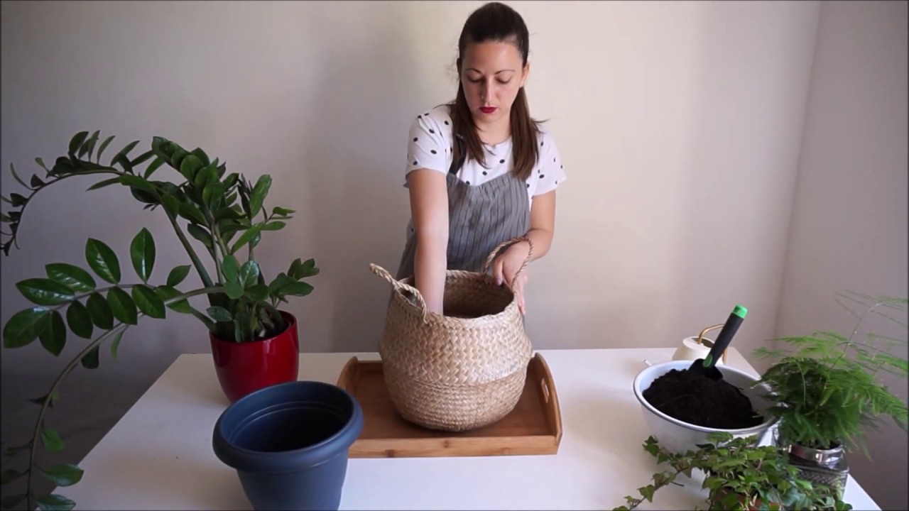 Biljkoteka: Sobno bilje za neznalice [1/4]