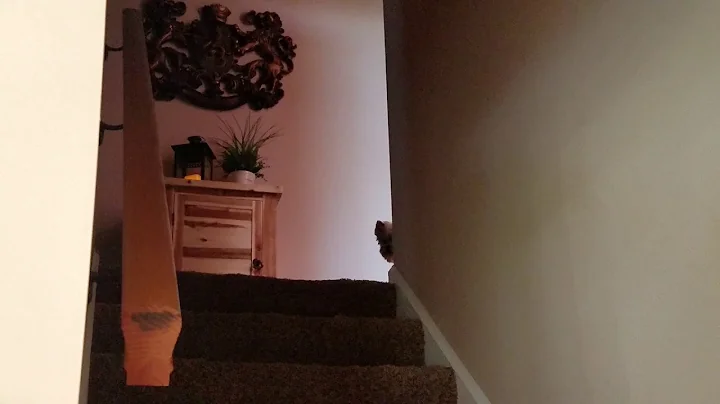 My Yorkie ignoring me because she wants to go to b...