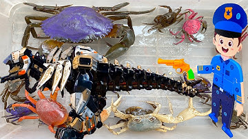 Kem Ốc Chanel ra đồng bắt con cua, ốc sên, bị ốc mượn hồn đuổi, nhờ chú cảnh sát bắt cướp lấy con cá