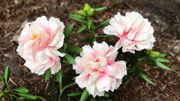 ABC TV | How To Make Portulaca Paper Flower | Flower Die Cuts - Craft Tutorial