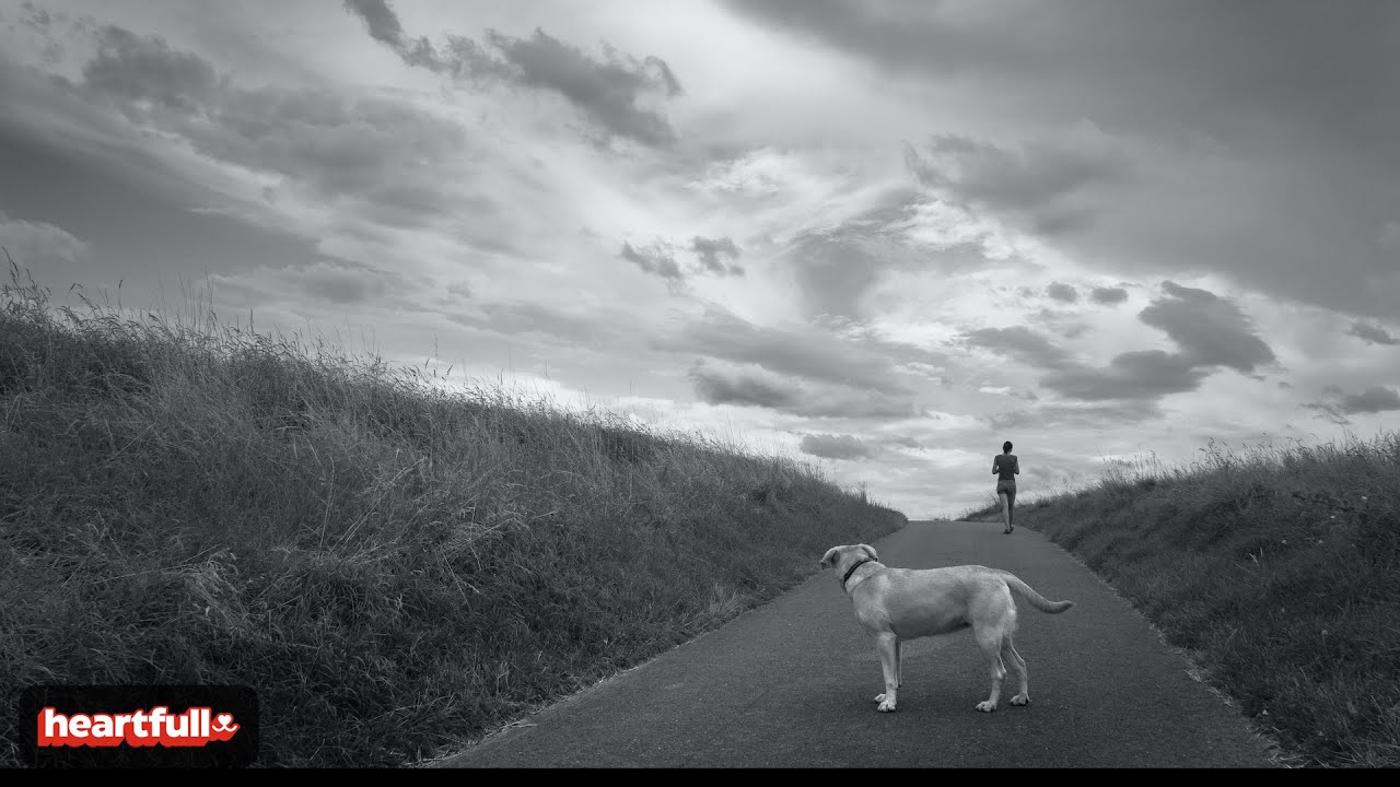 a-dog-s-last-will-passing-love-forward-youtube