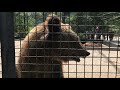 У мишек куча развлечений: душ, борьба, угощения... Тайган. The bears have a lot of fun ...