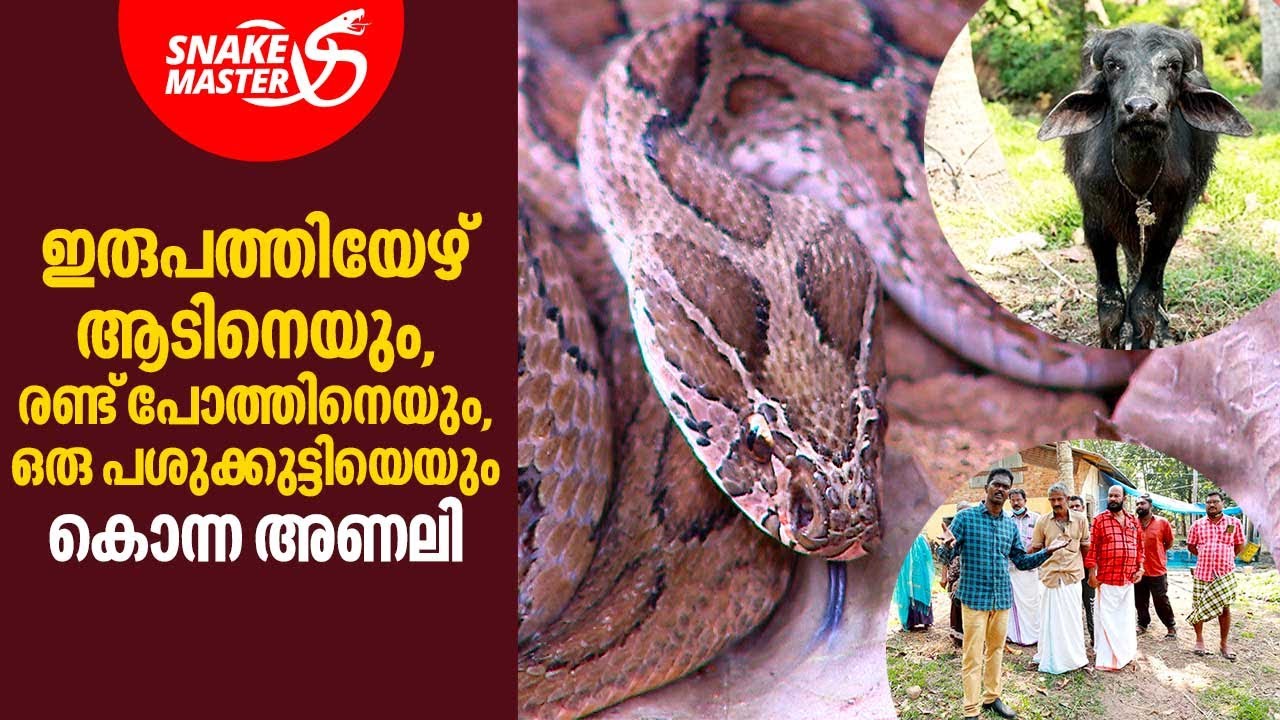 ഇരുപത്തിയേഴ് ആടിനെയും, രണ്ട്‌ പോത്തിനെയും,ഒരു പശുക്കുട്ടിയെയും കൊന്ന അണലി | Snakemaster EP 753
