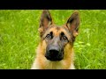 Funny German Shepherd Compilation 2020 | Best Dog Videos