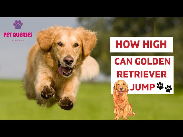 How High Can A Golden Retriever Jump? | How To Prevent The Golden Retriever  To Jump The Fence? | - Youtube