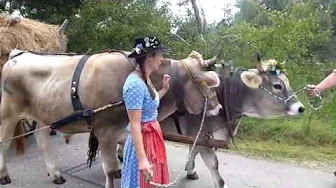 ochsenrennen münsing 2016 thumbnail