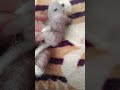 Keçeden farecik 🐀 beğenmeyi unutmayın🙏#kece#needlefelting #tasarım#art#diy#hobi #keçeiğneleme#keşfet