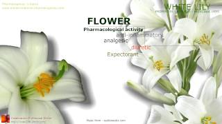 Lily flowers. Medicinal properties, benefits of the plant. White Lily Dr Farrah Potential Medicinal Benefits Of Lily Plant
