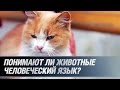 Понимают ли животные человеческий язык?