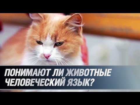 Понимают ли животные человеческий язык?