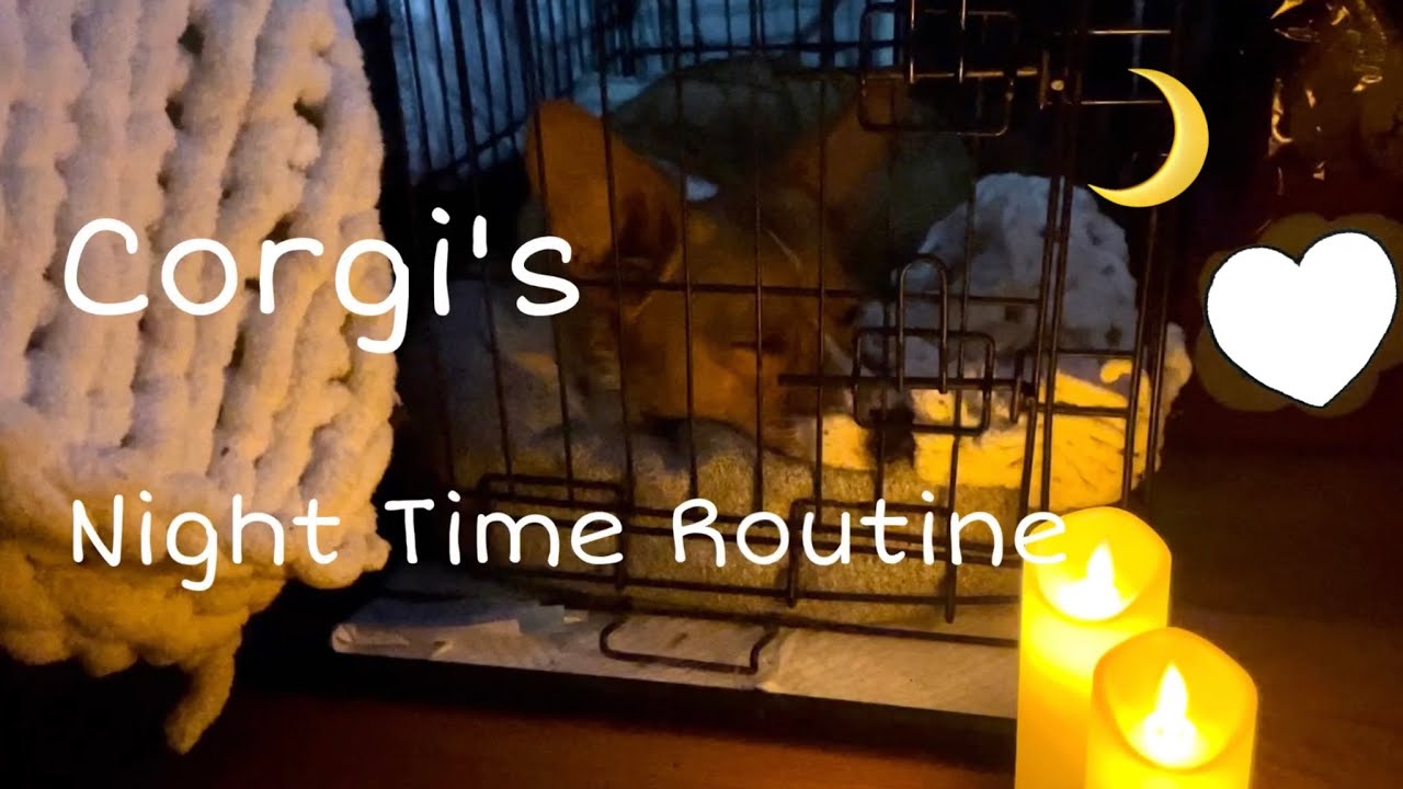 Corgi’s Night Time Routine!