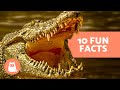 10 FACTS About CROCODILES 🐊 | Do They Swallow Stones? Do They Regenerate Teeth?