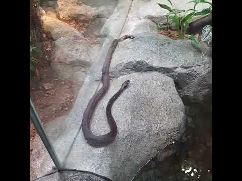 Savu Python | Singapore Zoo