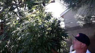 Hawaiian OutDORR Cannabis  Strain Perfected and protected(2)
