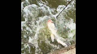 CRAB BAIT ATTRACTED A MONSTER! 🦀🐟 #wildlife #fishing #viral