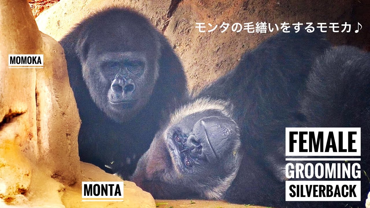 スワロフスキー わんぱくゴリラ YOUNG GORILLA Silverback Gorilla