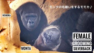 Young Female Gorilla wants to stay with the Elder Silverback