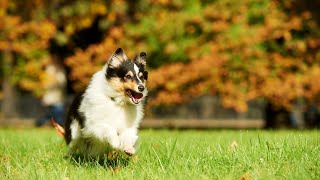 Introducing a New Dog to Your Shetland Sheepdog A Guide