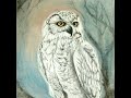 Childrens Bedtime Story | Athena and the Owl Who Watched the Night