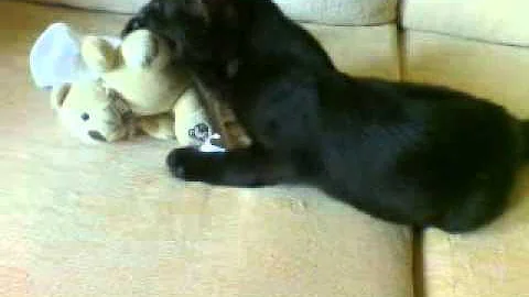 Video 1965091: bombay kittens, leopard cat, cat house, kitten adoption, cat family