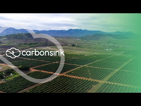 Video: Le foreste sono pozzi di carbonio?