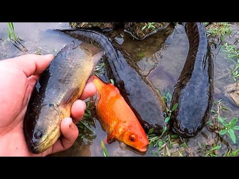 Bắt cá trê lai siêu to, cá sộp, cá chép, cá rô đồng, cá dọn bể ở ngoài ruộng - Các loại cá nước ngọt