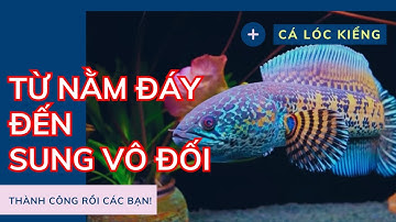 CÁCH CHO CÁ LÓC HẾT NẰM ĐÁY || Cách thuần cá lóc -  Review Cuộc Sống