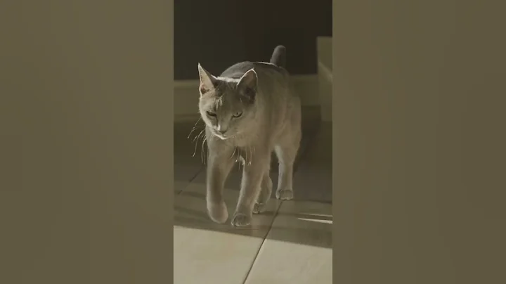 Watch the video about The Balinese Cat #cats #cat #animals #kitten #pets #animals #cats #balinese #new #breed