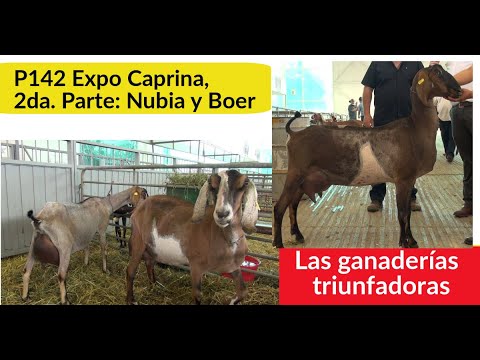 Video: Rancho Seco permite câini?