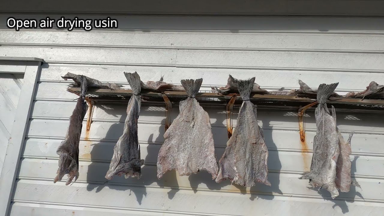 FISH DRYING UNDER THE SUN -