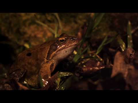 Super Slow Motion Frogs Slowmo Camera Photron SA1