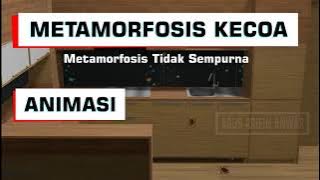 ANIMASI METAMORFOSIS KECOA