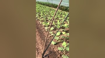 Kỹ thuật trồng và chăm sóc hoa cúc vàng hè phần 1