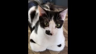 ADOPTED - Jackpot D 2-20-2