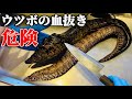 【毒がある魚】捌くとアレだらけでした。