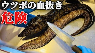 【毒がある魚】捌くとアレだらけでした。