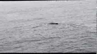 Watching sperm whale (Whale safari Andenes 2013)