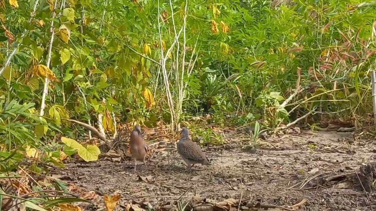 Bổi đồng âm tốt. Kèm dặm độn bài bản ae xem vui vẽ