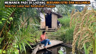 Download Lagu Mengetam atau memanen padi dengan cara tradisional || kearifan lokal ketahanan pangan MP3