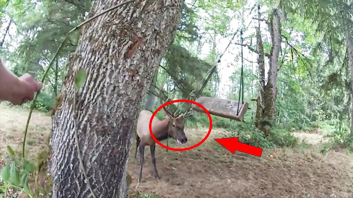 Bull elk with antlers caught in rope swing doesn’t seem to know officers are there to help