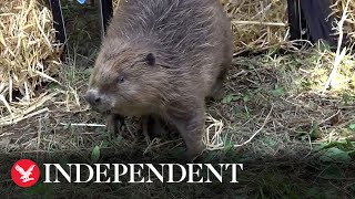 Beavers reintroduced to northern England for first time in 400 years