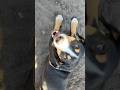 Fluffy Geniuses Crew 17 #dogshorts #dogvideosfunny #australianshepherd #entlebucher #dogvideos #dogs