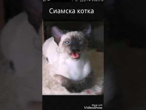 Видео: Турска ангора (ангорска котка): снимка, описание на породата, природа и съдържание