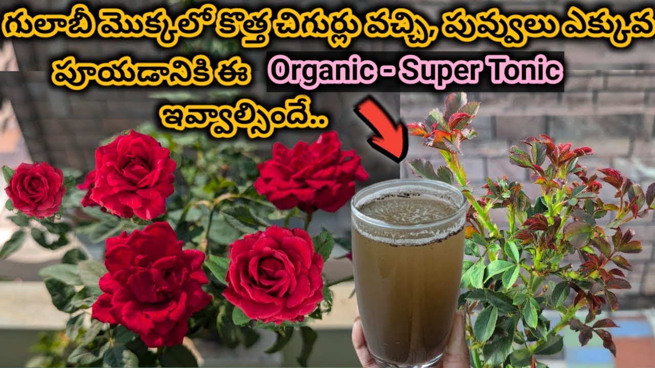 Rose plant growing tips | గులాబీ మొక్కలో కొమ్మలు వచ్చి ఎక్కువ మొగ్గలు రావాలంటే ఈ Fertilizer ఇవ్వండి