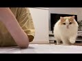 🍋やっぱり飼い主の近くにいたい猫
