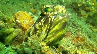 Jawfish Aerating eggs