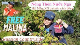 Nông Thôn Nước Nga |Mùa Hè| Hái Mâm Xôi Dại | Ngoại Ô Matxcova| |Russian Countryside| Малина