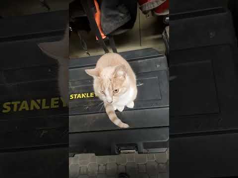 Nice little German Cat :)